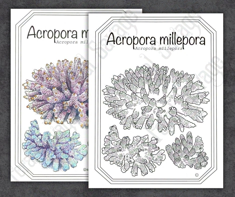 Animals After Dark: Guam vol. 1